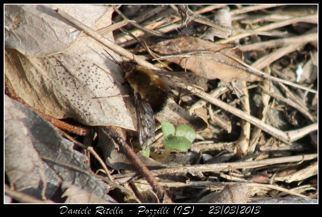 Bombylius discolor??? Sesso???